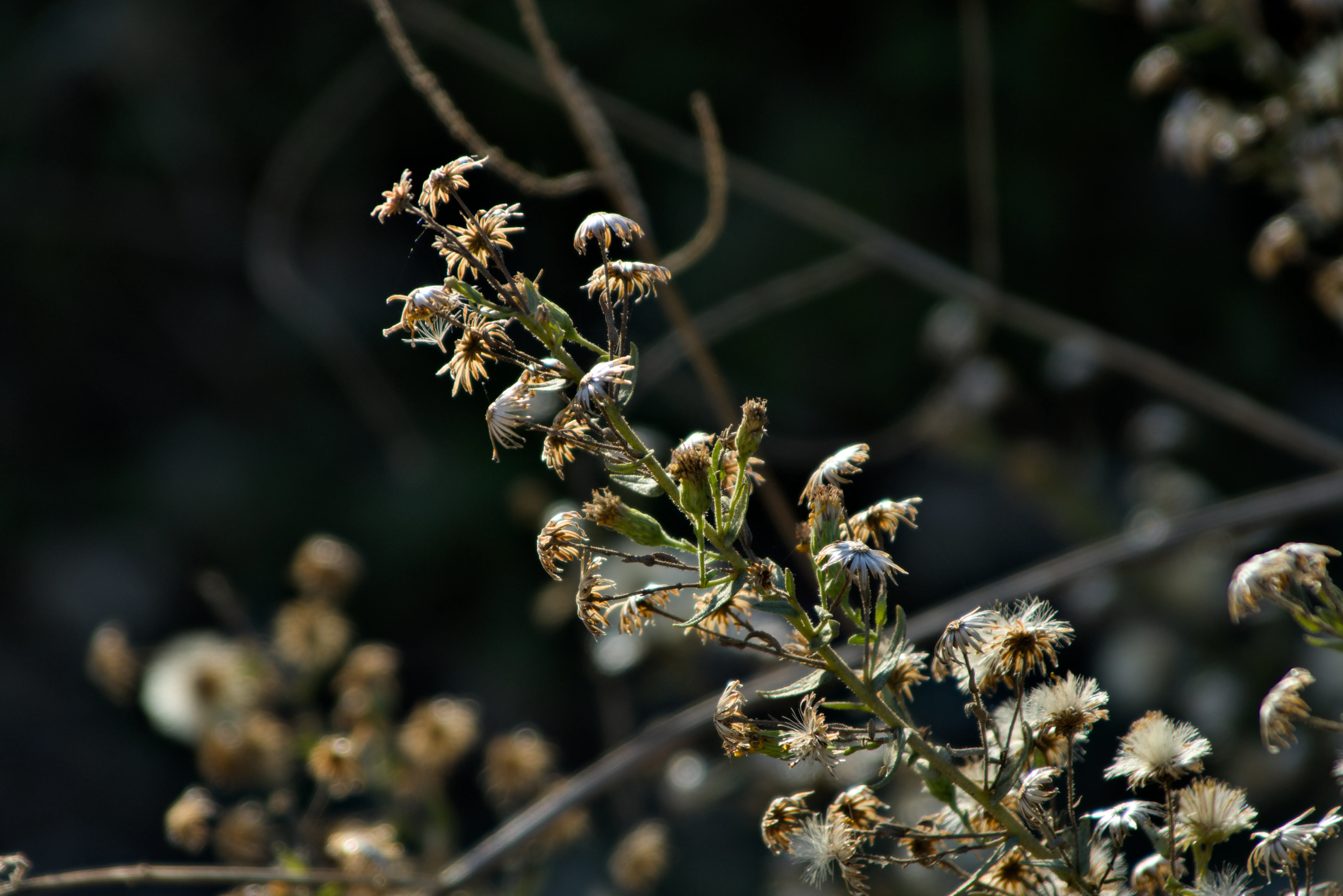 Tamron 28-300mm F3.5-6.3 (EF) - tamon (9).webp